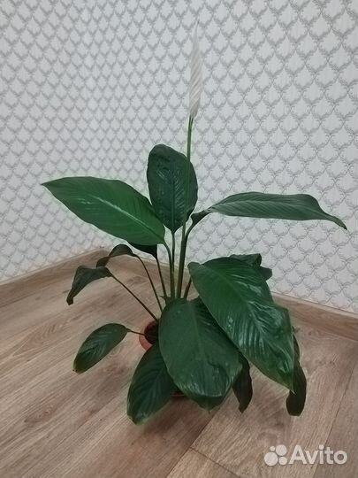 Спацифиллум