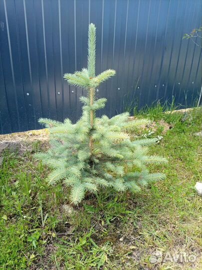 Голубые ели