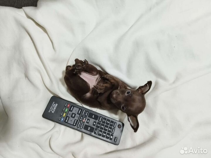 Той-терьер, чихуахуа, карликовые пинчеры Доставка