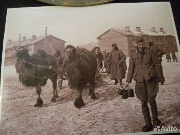 Повозка с верблюдом