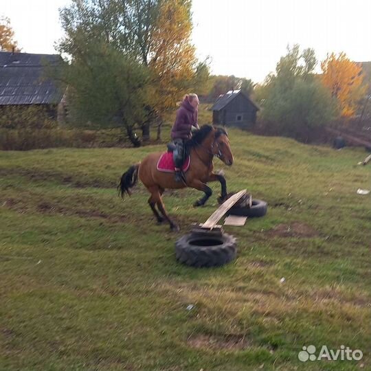 Прокат на лошадях