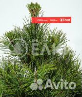 Ель новогодняя оптом и в розницу