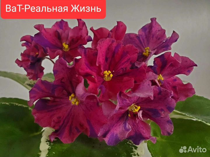 Сортовые фиалки