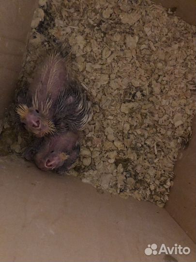 Птенчики корелла