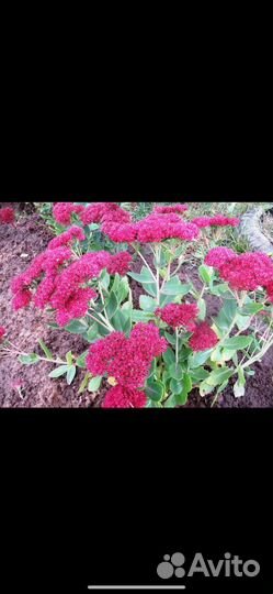 Очиток видный