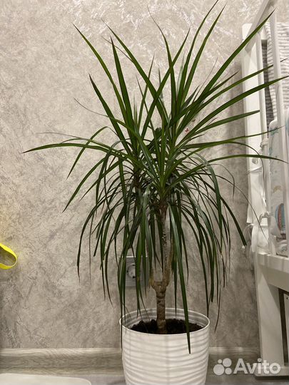 Пальма драцена 90 см