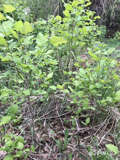 Саженцы боярышника