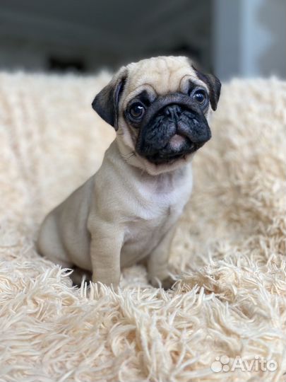 Щенки мопса