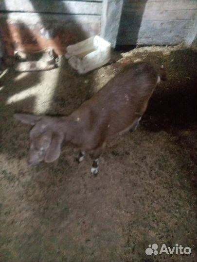Продам козу