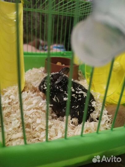 Хомяки вместе с клеткой