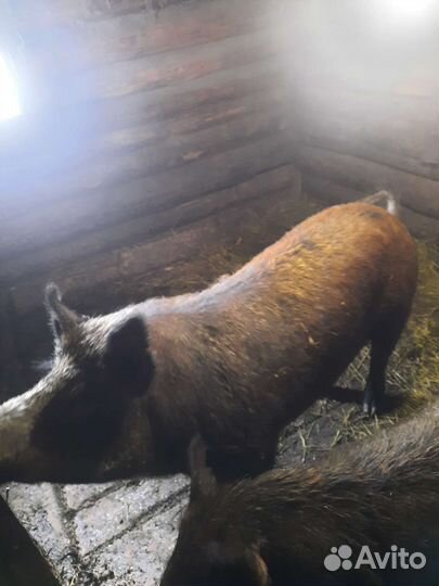 Дикий кабан