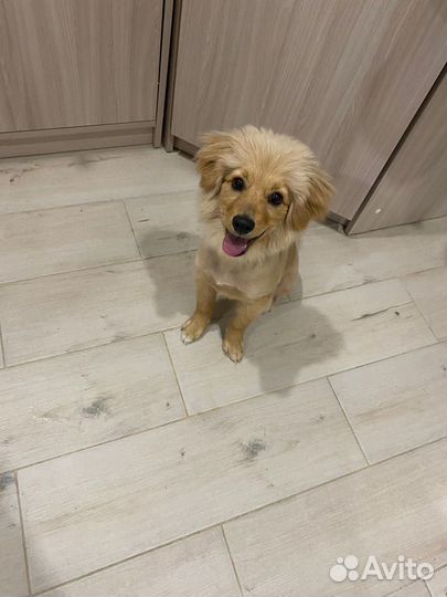 Собака в добрые руки отдам бесплатно