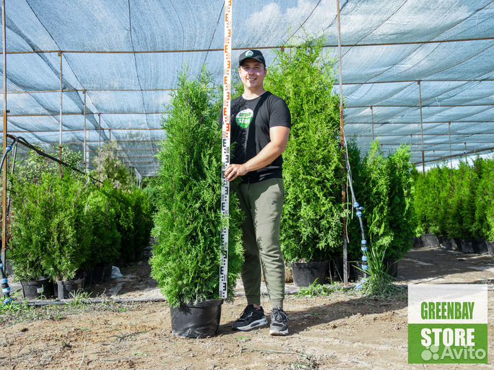 Туи колумна 1,4 м свежая копка 2023