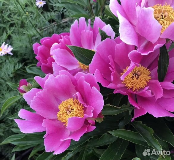 Пионы саженцы