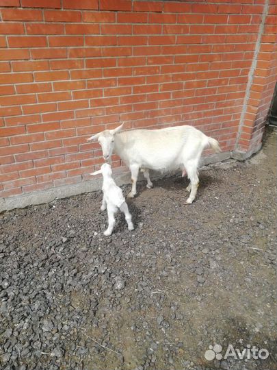 Продается коза дойная