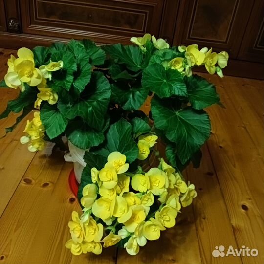 Бегония элатиор, укорененный черенок