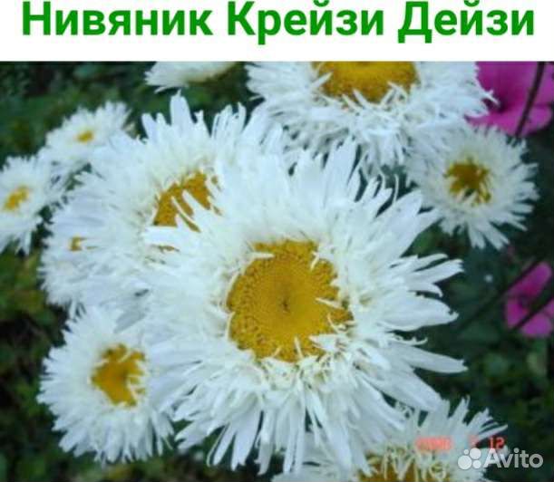 Нивяники,медуницы,камнеломки,тысячелистники