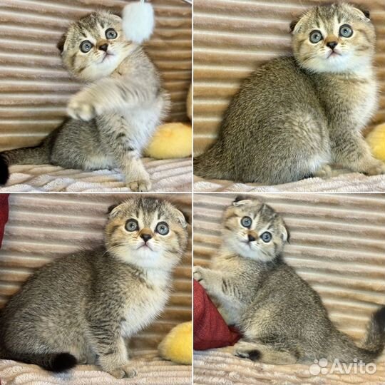 Шотландские вислоухие котята