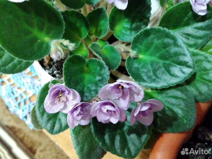 Комнатные цветы. Фиалки