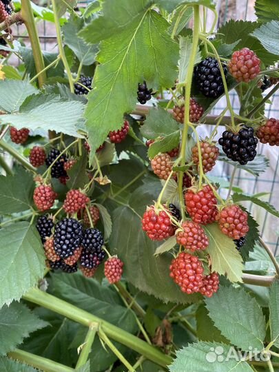 Ежевика ягода