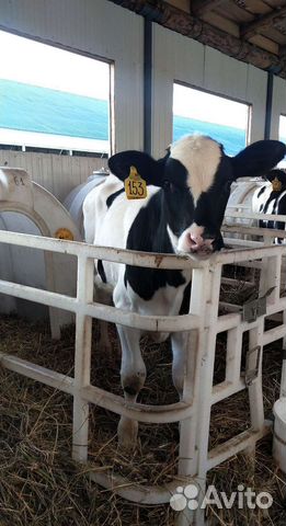 Холмогоры Голштины Бычок Теленок Телки