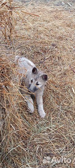 Собаки щенки Западно-Сибирской лайки
