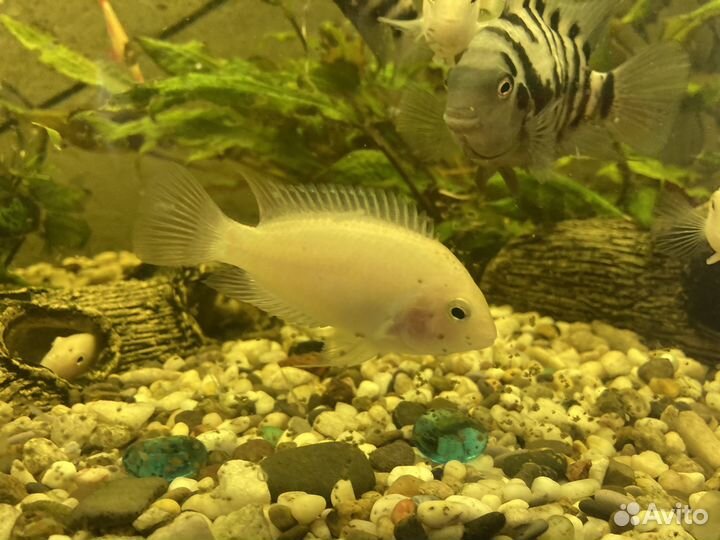 Продам Цихлид