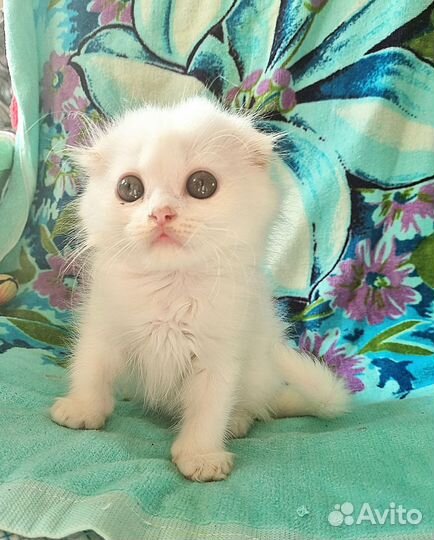 Шотландский вислоухий котик