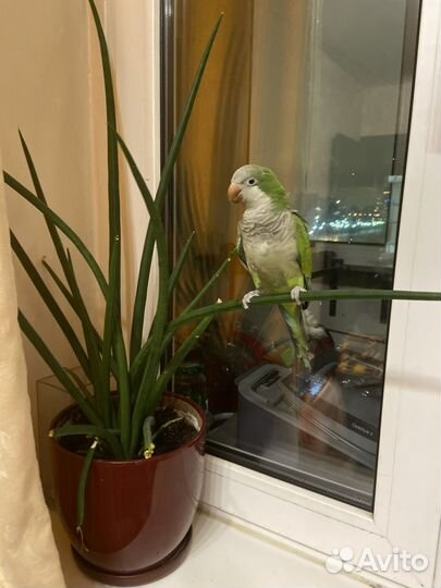 Попугай калита,монах,квакер