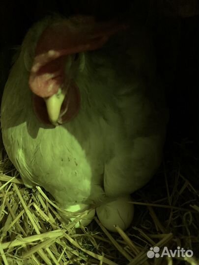 Домашние куриные яйца