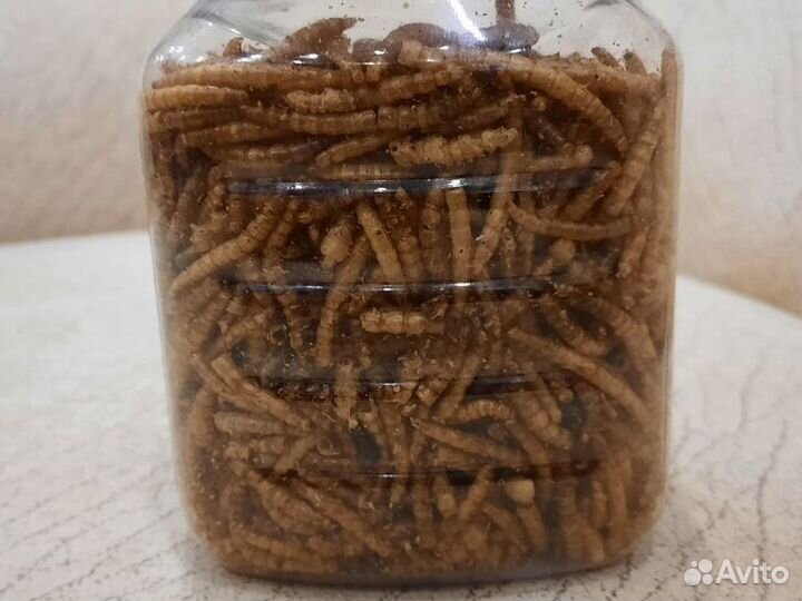 Мучной червь