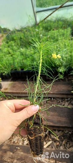 Сеянцы сосны зкс от производителя