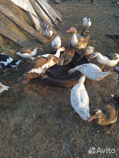 Индоутки на племя