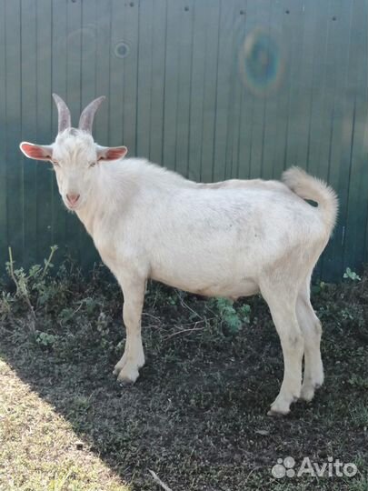 Заанинские козлики