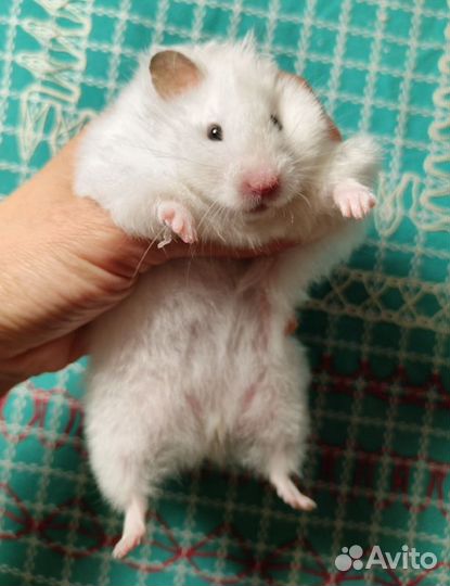 Хомяки ангорские сатин