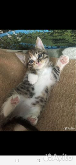 Кошки в добрые руки