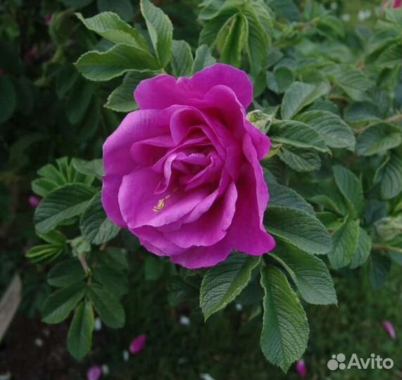 Роза ругоза