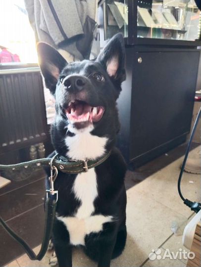 Молодая девчушка - веселушка