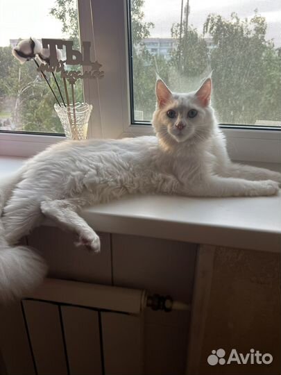 Отдам кошечку Мейн-Кун в добрые руки