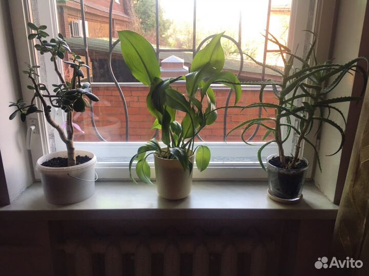 Алоэ, Вера.,денежное дерево (толстянка )