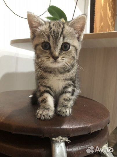 Кошка британка