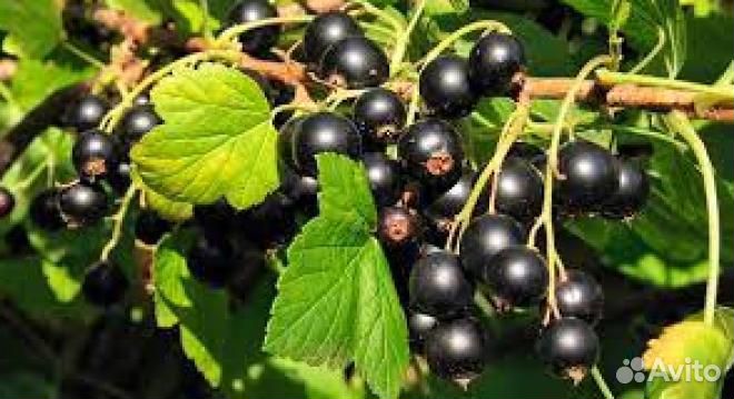 Смородина чёрная