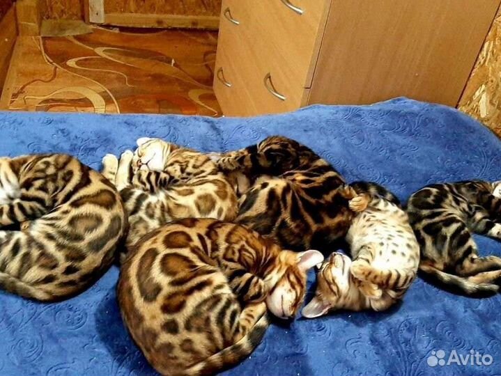 Бенгальские котята