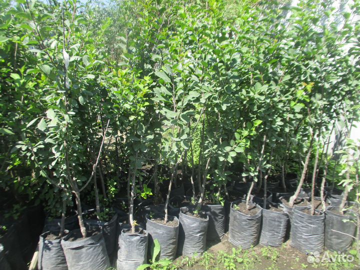 Саженцы: Алыча. Слива. Слива Колоновидная