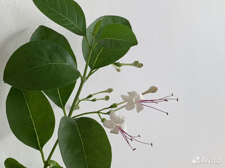 Клеродендрум, красивый комнатный цветок, из Дубая