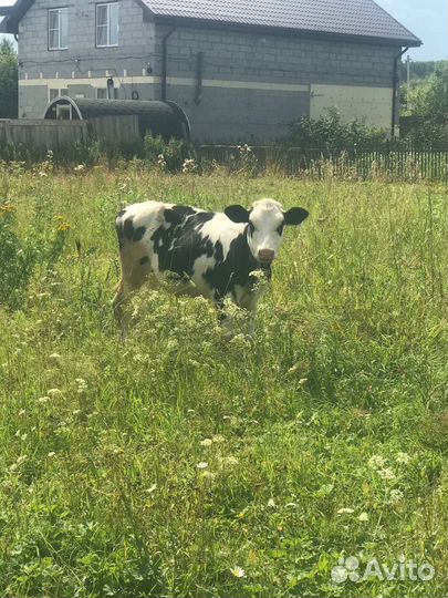 Тёлочки двойняшки