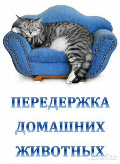 Передержка для кошек