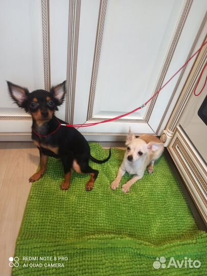 Собаки щенки