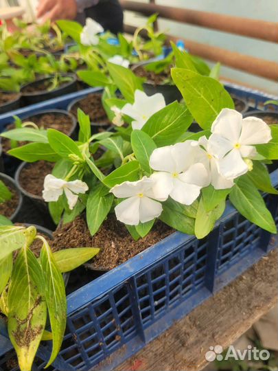 Петуния ампельная