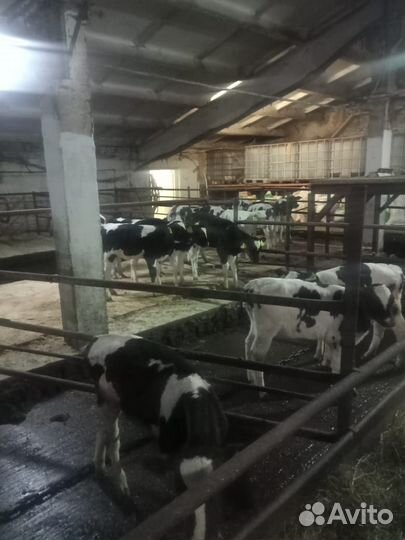 Бычки и телята